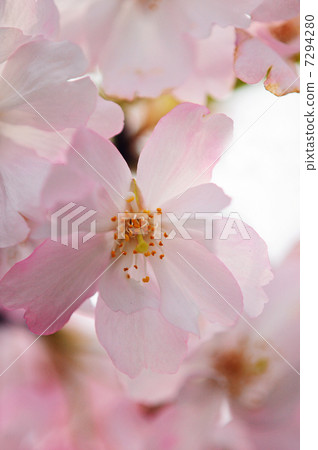 櫻花 櫻 賞櫻 7294280