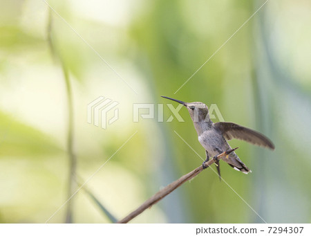 蜂鳥 鳥兒 鳥 7294307