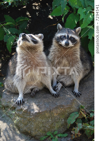 raccoon raccoon 7294541