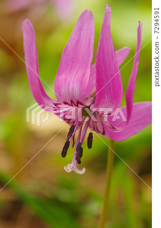 Katakuri flowers 7294591