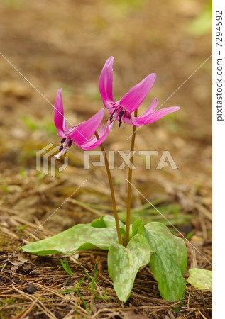 Katakuri flowers 7294592