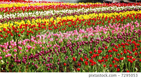 Tulip Square Tulip Square 7295053