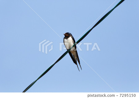 Swallow's adult adhering to the electric wire 7295150