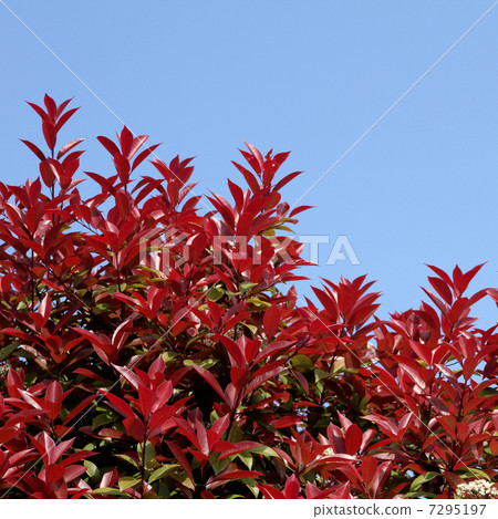 Benikanamemochi 7295197