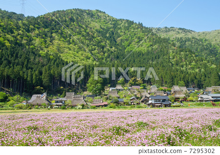 A thief house and a violet field 7295302