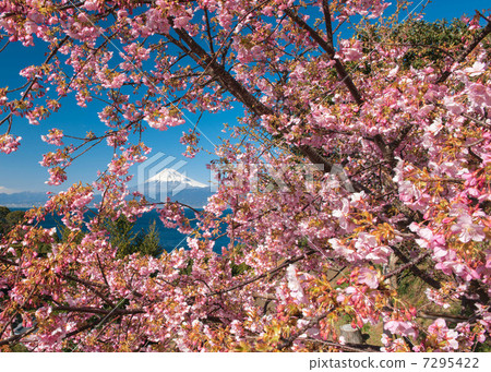 Surrounded by cherry blossoms Surrounded by cherry blossoms 7295422