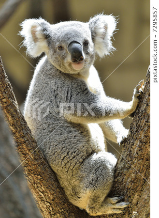 Koala 7295857