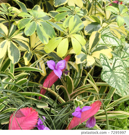 flower bed flower bed 7295997