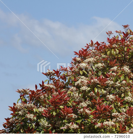 Benikanamemochi 7296010