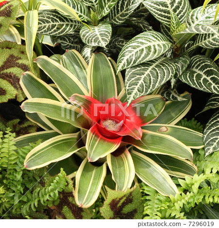 Neoregeria 7296019
