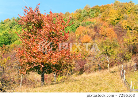 Autumn trees Autumn trees 7296108