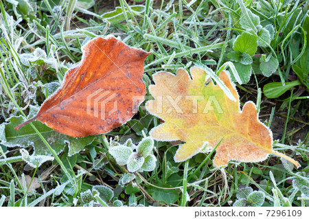 Dry oak  leaf with hoarfrost 7296109