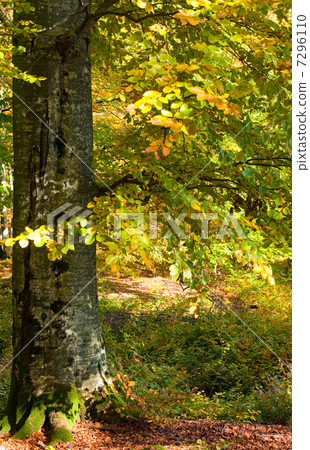 autumn beech forest 7296110