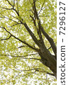 Fresh green tree 7296127