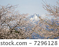 Snow mountain visible to the tip of the cherry tree 7296128