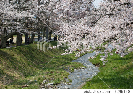 People who watch cherry blossoms 7296130