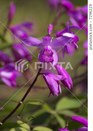 紫色花矽烷 7296229