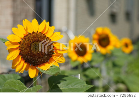 sunflower	 7296652