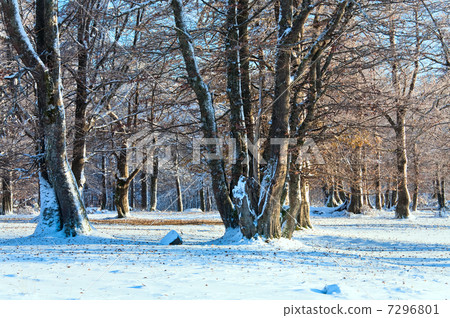 First winter snow and last autumn leafs in forest First winter snow and last autumn leafs in forest 7296801