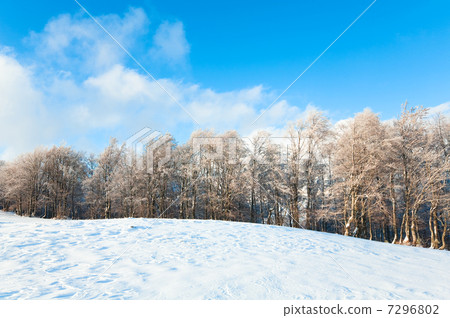 First winter snow and mountain beech forest First winter snow and mountain beech forest 7296802
