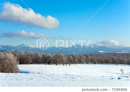 First winter snow and mountain beech forest 7296806