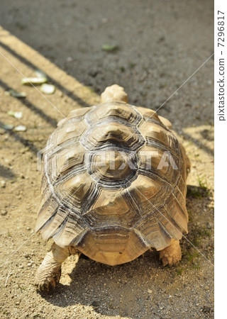 非洲鞭龜 7296817
