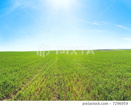 Spring field with blue sky and sunshine Spring field with blue sky and sunshine 7296959