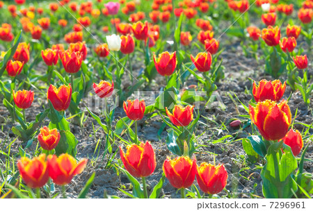 Red tulip flowers 7296961