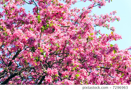 Pink japanese cherry blossom Pink japanese cherry blossom 7296963