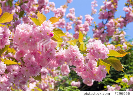 Pink Cherry blossom 7296966