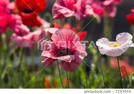 Poppy red poppy Poppy red poppy 7297054