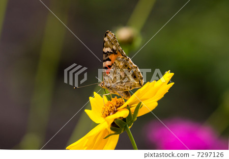Kibanashosmus Acatateja 7297126