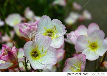 月見草桐 月見草桐 7297148