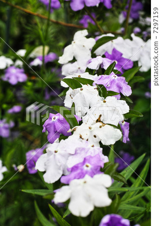 Odori Banmatsuri Odori Banmatsuri 7297159