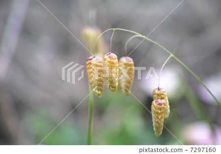 Colored leaves color 7297160