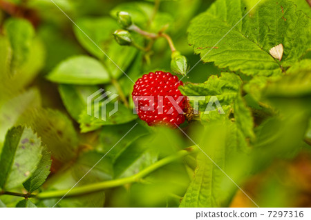 野草莓 野草莓 7297316