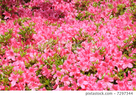 Azalea Azalea 7297344
