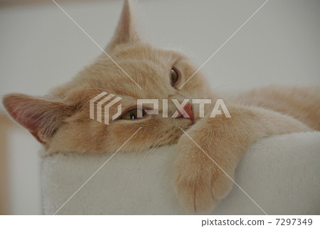 British Shorthair 7297349