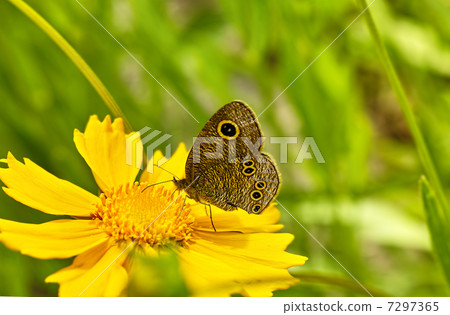 Kibanakosumosuke Ura Nami Yano 7297365