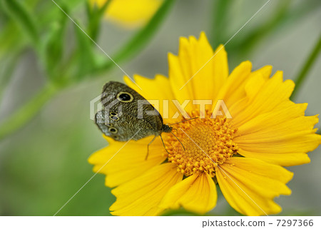 Kibanakosumosuimura nami janome 7297366