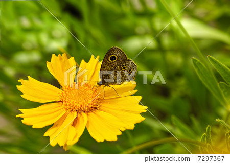 Kibanakosumosuke Ura Nami Yano 7297367