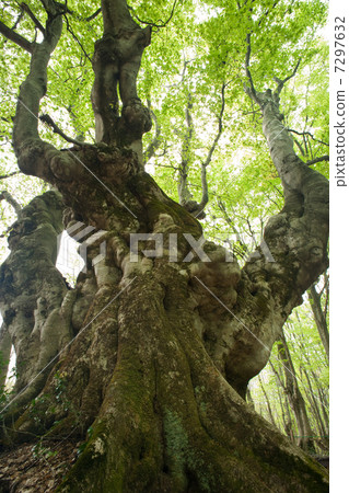 山毛櫸的古樹赤川大帝 山毛櫸的古樹赤川大帝 7297632