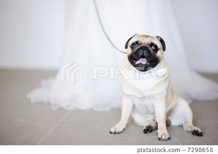 Funny dog at wedding Funny dog at wedding 7298658