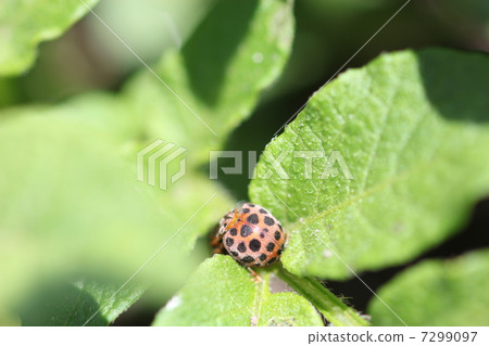 Nishiyoshida tentou在土豆葉子上 7299097