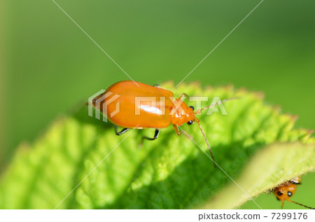 Uri herring on leaves 7299176