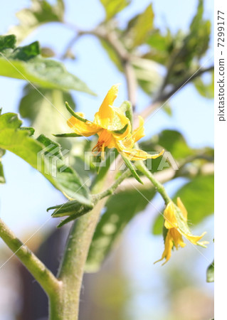 Tomato flowers Tomato flowers 7299177