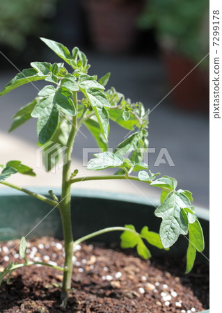番茄幼苗 番茄幼苗 7299178