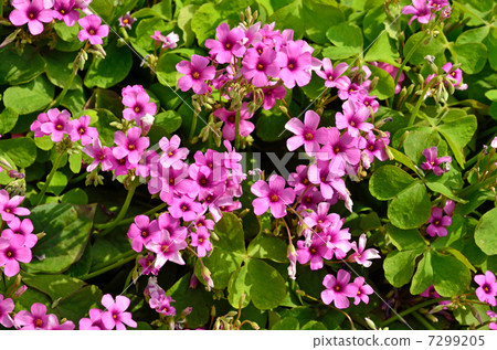 Plants · Imokatami bamboo 7299205