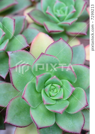 Aoenium · Evening appearance 7299213
