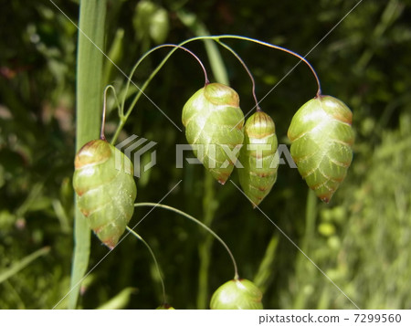 Madder beetle Madder beetle 7299560